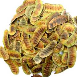 Manufacturers Exporters and Wholesale Suppliers of Senna Pod Sojat Rajasthan
